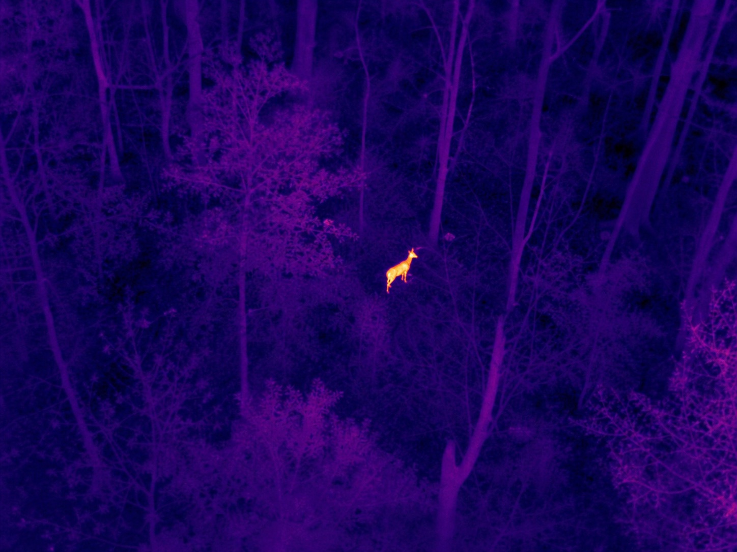 Thermal drone view of a deer in an Ohio woodland
